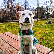 Junie joined the competition — help win amazing prizes! dog, white_dog, leash, jacket, picnic_table, park, grass, trees, outdoor, pet, collar, bench, nature, animal, canine, sitting, daytime, sky, leafless_trees, weathered_wood