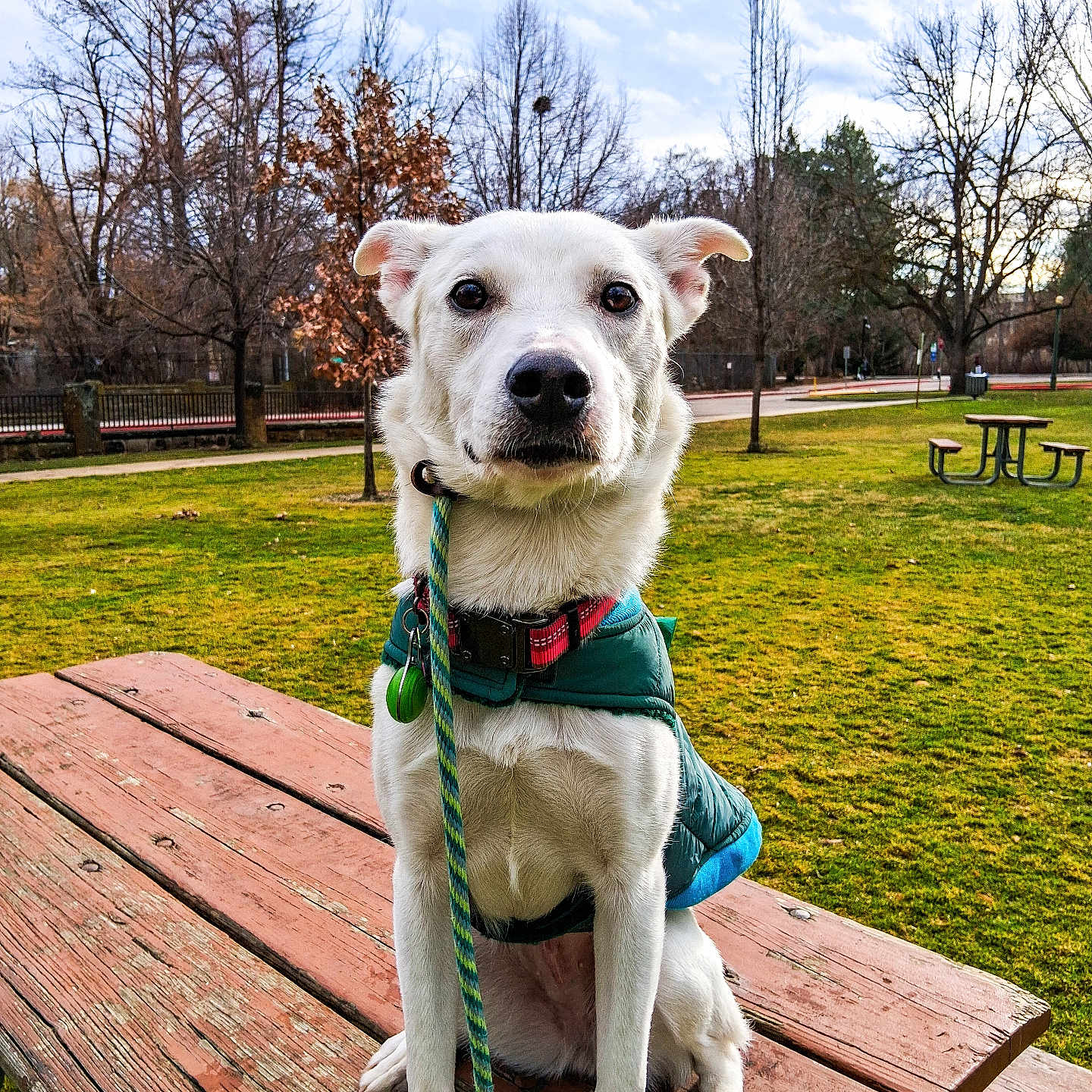 Junie joined the competition — help win amazing prizes! animal, bench, canine, collar, daytime, dog, grass, jacket, leafless_trees, leash, nature, outdoor, park, pet, picnic_table, sitting, sky, trees, weathered_wood, white_dog