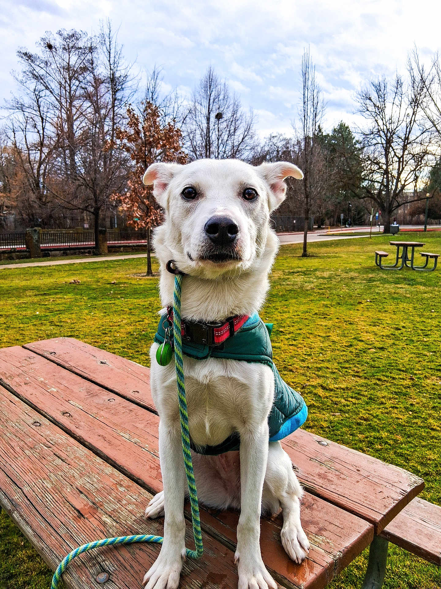 Junie joined the competition — help win amazing prizes! dog, white_dog, leash, jacket, picnic_table, park, grass, trees, outdoor, pet, collar, bench, nature, animal, canine, sitting, daytime, sky, leafless_trees, weathered_wood