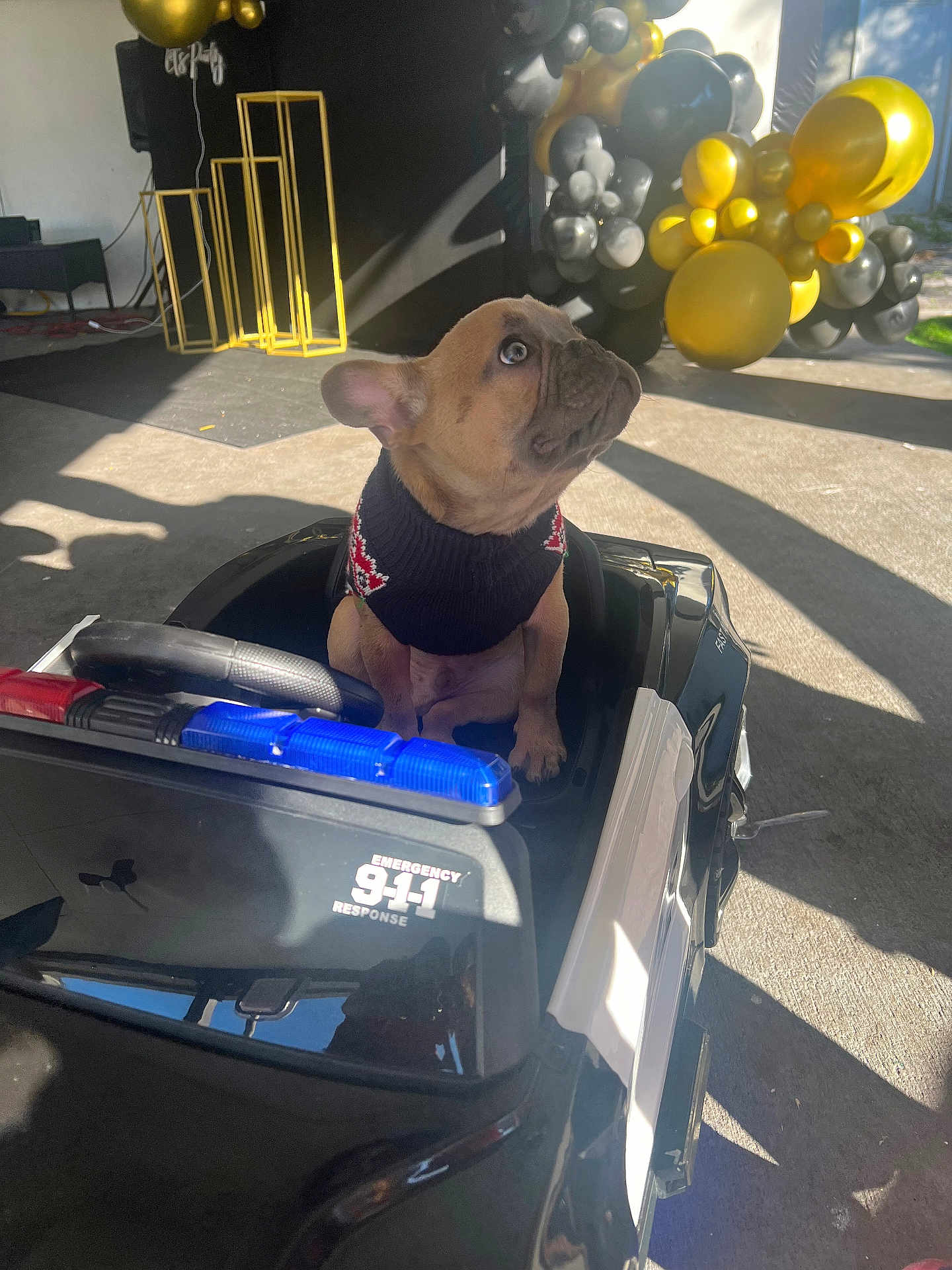 Brownies joined the competition — help win amazing prizes! dog, french_bulldog, puppy, toy_car, police_car, sweater, balloons, black, gold, decorations, outdoor, sunlight, shadow, cute, pet, small, vehicle, emergency, 911, curious