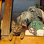 Dion is registered to the contest to win money with this photo: abyssinian, animal, bird, canine, cat, couch, dog, furniture, hardwood, kitten, manx, pet, plush, plywood, shelf, teddybear, terrier, tiger, toy, wood