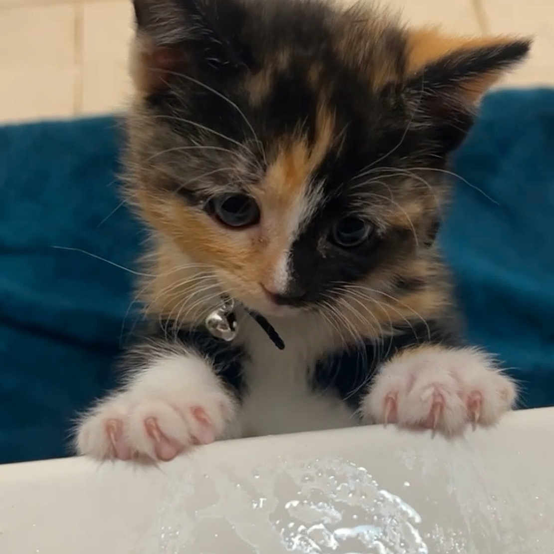 Jojo Bean is registered to the contest to win money with this photo: adorable, animal, calico, cat, closeup, collar, curious, cute, domestic, feline, fluffy, indoor, kitten, looking_down, paw, pet, small, soft, whiskers, young