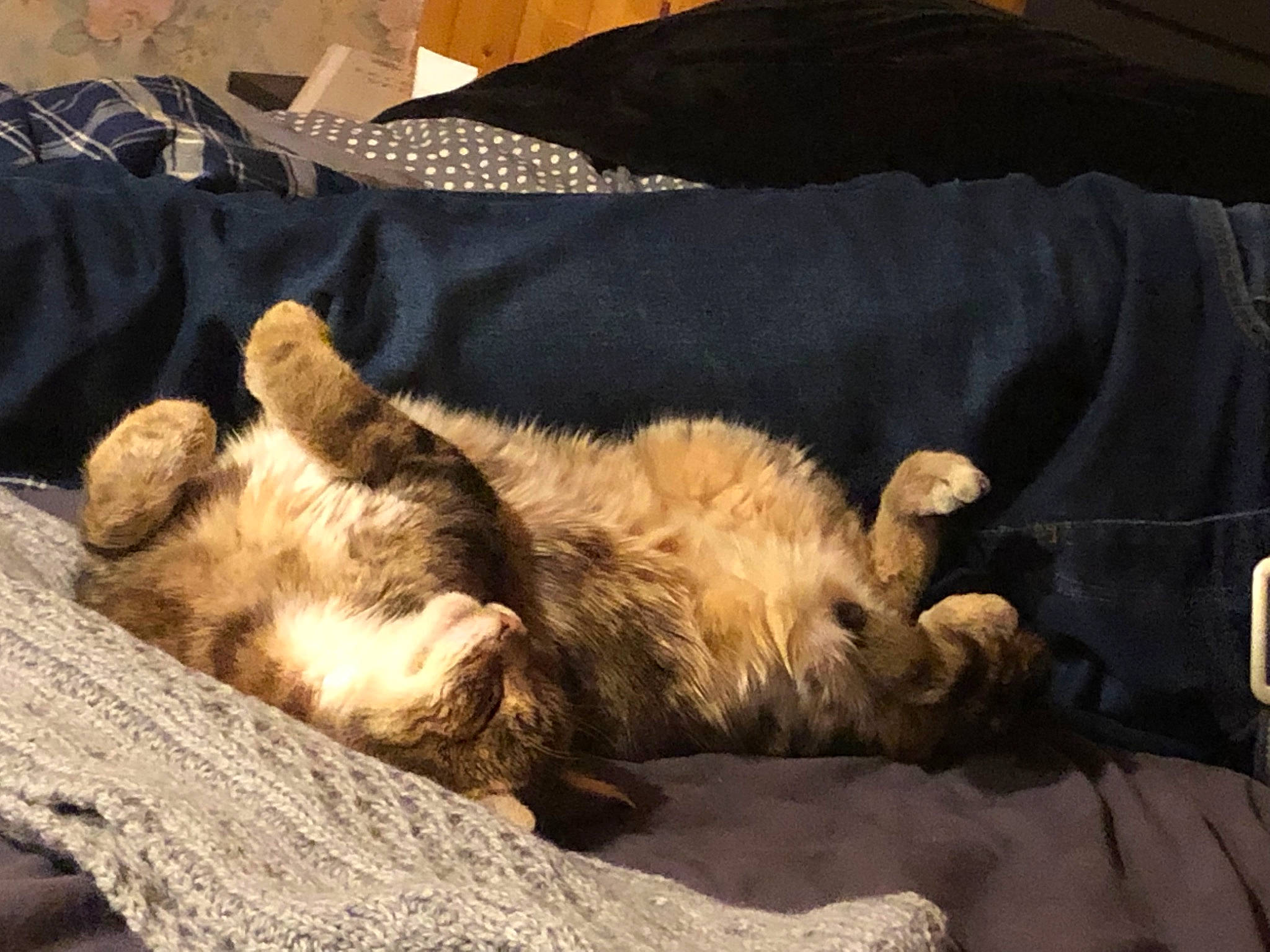 Gribouille a rejoint le concours — aidez-le/la à gagner de superbes lots ! brown, canidae, carnivore, cat, claw, comfort, dog_breed, domestic_short_haired_cat, fawn, felidae, fur, linens, paw, small_to_medium_sized_cats, snout, sporting_group, tail, terrestrial_animal, whiskers, wood