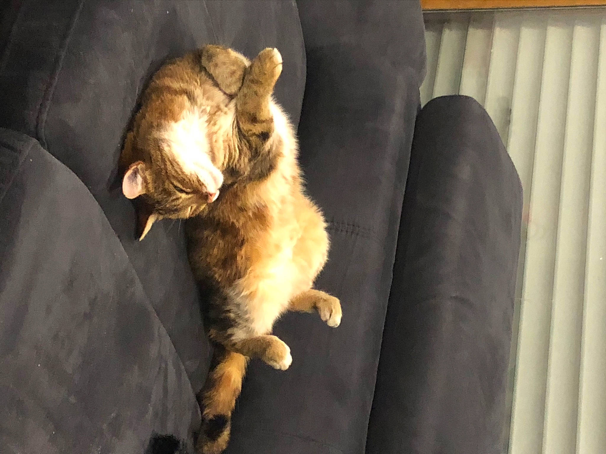 Gribouille a rejoint le concours — aidez-le/la à gagner de superbes lots ! carnivore, cat, claw, comfort, companion_dog, couch, curtain, dog_breed, domestic_short_haired_cat, fawn, felidae, fur, paw, room, small_to_medium_sized_cats, snout, studio_couch, tail, whiskers, wood