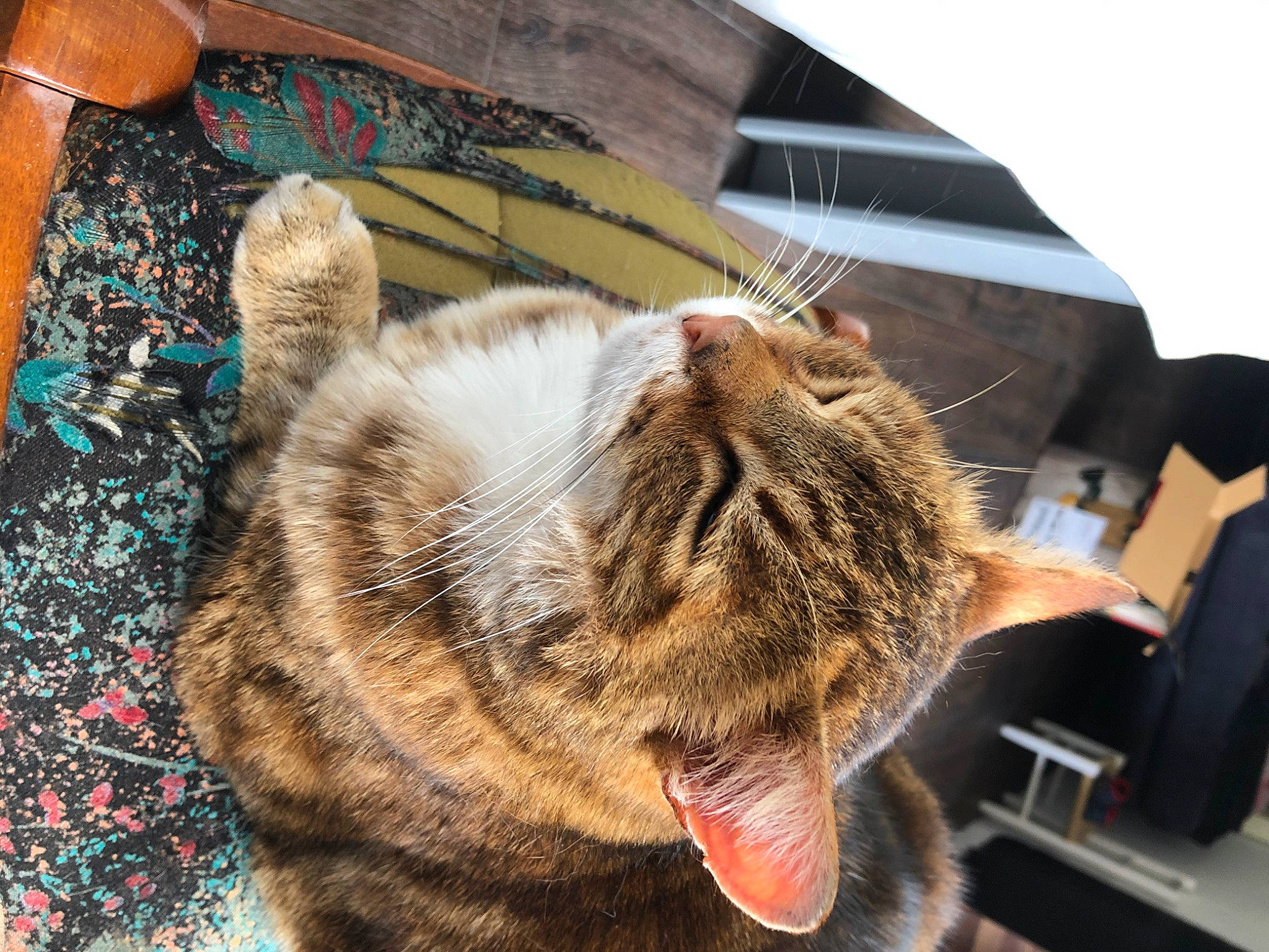 Gribouille a rejoint le concours — aidez-le/la à gagner de superbes lots ! carnivore, cat, claw, collar, comfort, domestic_short_haired_cat, ear, fawn, felidae, fur, nap, paw, small_to_medium_sized_cats, snout, sporting_group, tail, terrestrial_animal, whiskers, wildlife, wood