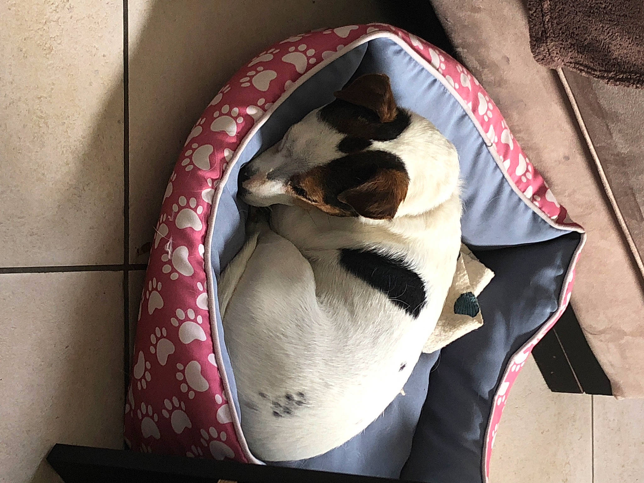 Taïga a rejoint le concours — aidez-le/la à gagner de superbes lots ! bag, carmine, carnivore, cat, cat_bed, circle, comfort, domestic_short_haired_cat, felidae, fish, fur, linens, pattern, pet_supply, small_to_medium_sized_cats, sunglasses, tail, textile, whiskers, window