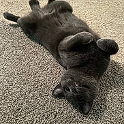 Howell joined the competition — help win amazing prizes! belly_up, carpet, cat, closeup, ears, eyes, furry, gray_cat, indoor, looking_up, lounging, paws, pet, playful, portrait, relaxed, soft, texture, upside_down, whiskers