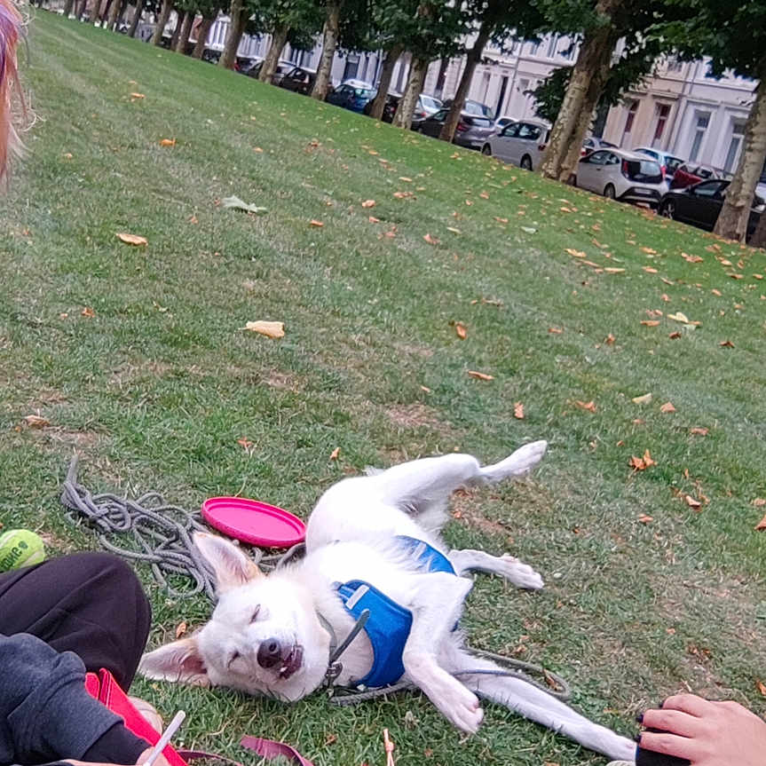 Arlo a rejoint le concours — aidez-le/la à gagner de superbes lots ! animals, casual, daytime, dog, friendship, glasses, grass, happy, leisure, nature, outdoor, park, people, pet, playing, relaxation, smiling, street, trees, urban