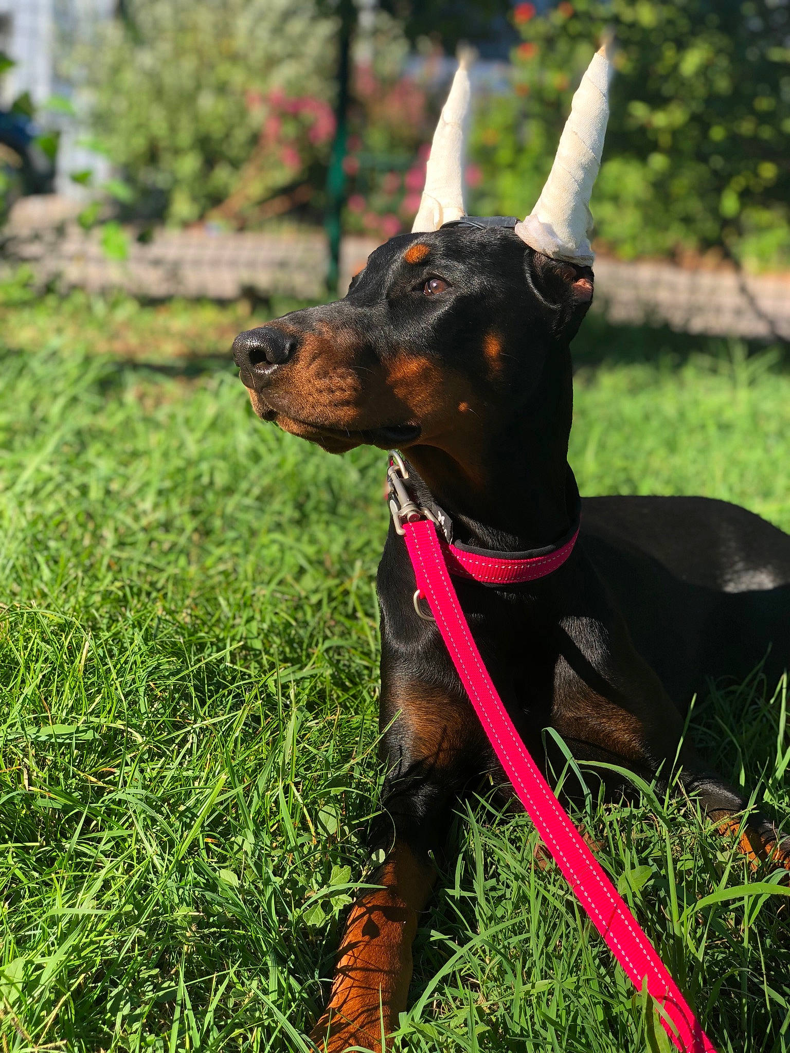 Alfa a rejoint le concours — aidez-le/la à gagner de superbes lots ! biting, canidae, carnivore, collar, companion_dog, dobermann, dog, dog_breed, dog_collar, dog_supply, fawn, grass, leash, liver, plant, snout, sporting_group, toy_dog, tree, working_animal