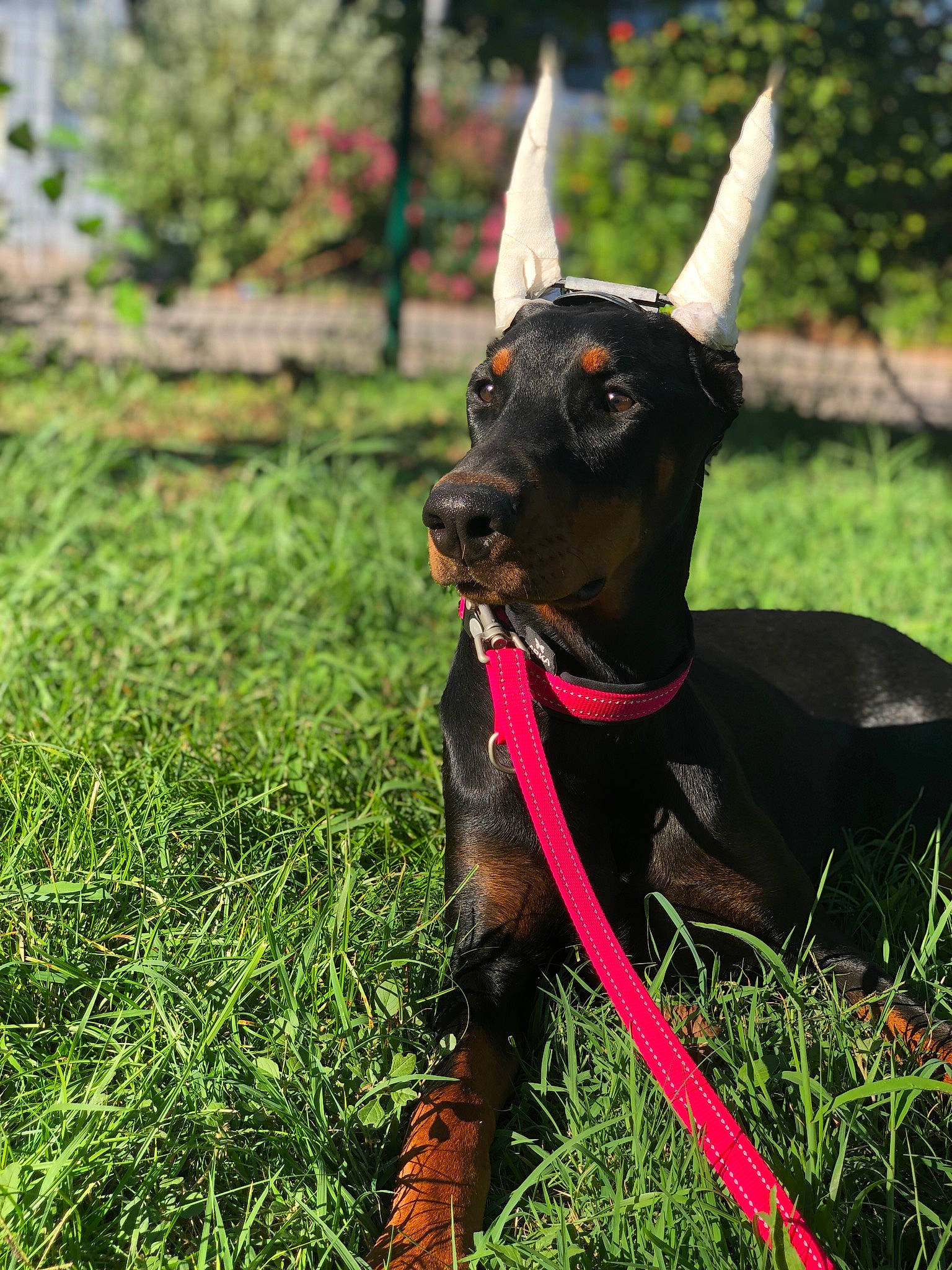 Alfa participe au concours pour gagner de l'argent avec cette photo : canidae, carnivore, collar, dog, dog_breed, dog_collar, dog_supply, fawn, grass, grassland, leash, liver, meadow, pet_supply, plant, snout, sporting_group, terrestrial_animal, tree, working_animal