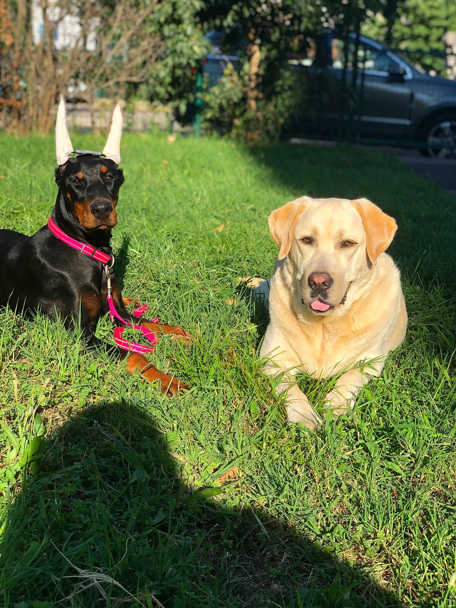 Alfa participe au concours pour gagner de l'argent avec cette photo : carnivore, collar, companion_dog, dog, dog_breed, dog_collar, dog_supply, fawn, garden_hose, grass, guard_dog, lawn, leash, pet_supply, plant, sporting_group, tire, tree, wheel, working_animal