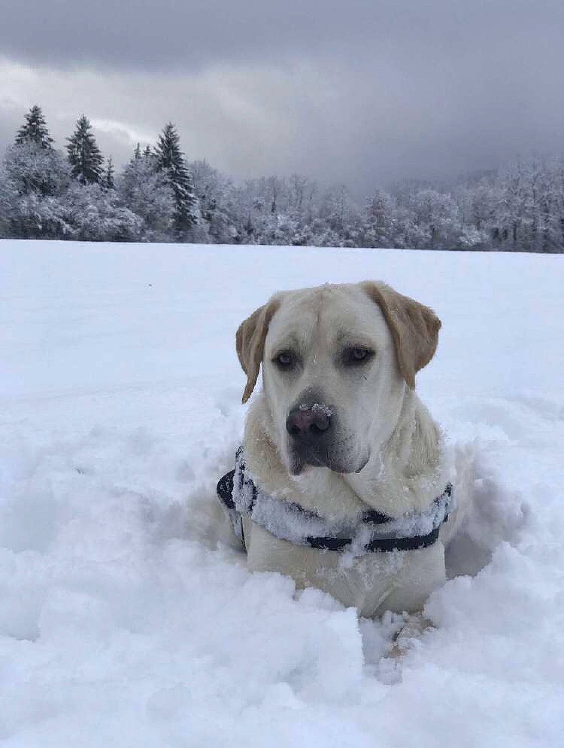Mayo a rejoint le concours — aidez-le/la à gagner de superbes lots ! canidae, carnivore, cloud, collar, companion_dog, dog, dog_breed, dog_collar, fawn, freezing, labrador_retriever, pet_supply, precipitation, sky, snout, snow, sporting_group, tree, whiskers, winter