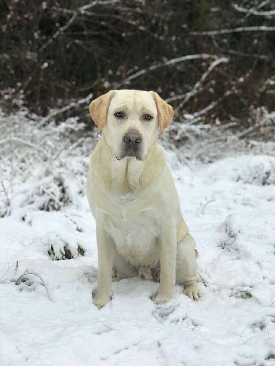 Mayo participe au concours pour gagner de l'argent avec cette photo : carnivore, companion_dog, dog, dog_breed, fawn, freezing, fur, gun_dog, labrador_retriever, paw, plant, precipitation, puppy, retriever, snow, sporting_group, street_dog, tail, winter
