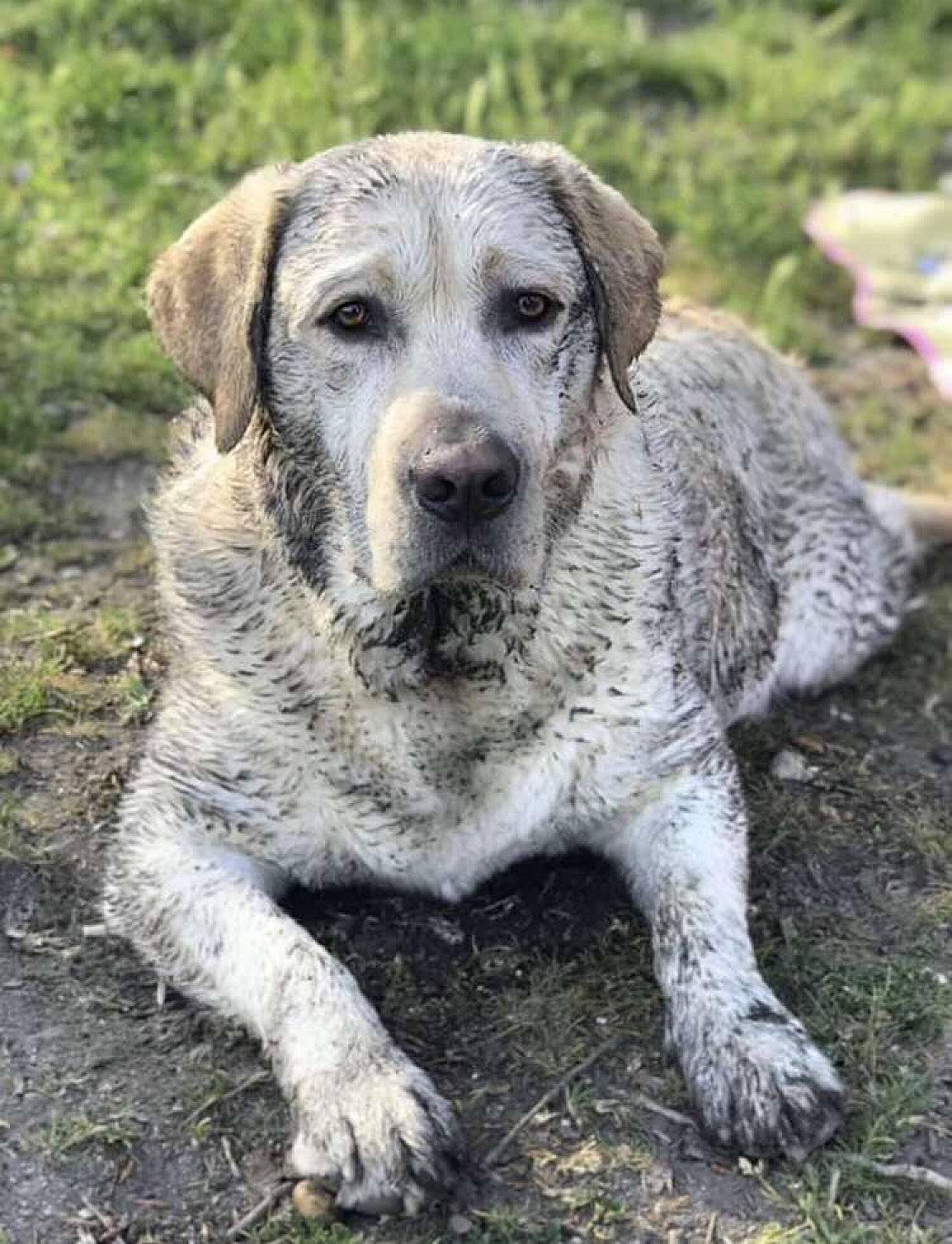 Mayo a rejoint le concours — aidez-le/la à gagner de superbes lots ! canidae, carnivore, companion_dog, dog, dog_breed, grass, hunting_dog, plant, snout, soil, sporting_group, terrestrial_animal, working_animal, working_dog