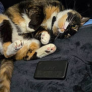 Shadow is registered to the contest to win money with this photo: cat, calico, paw, pink_paw_pad, fur, pet, animal, indoor, blanket, black_device, relaxed, curious, lying_down, whiskers, tail, closeup, soft, cozy, domestic_cat, cute