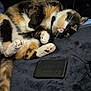 cat, calico, paw, pink_paw_pad, fur, pet, animal, indoor, blanket, black_device, relaxed, curious, lying_down, whiskers, tail, closeup, soft, cozy, domestic_cat, cute