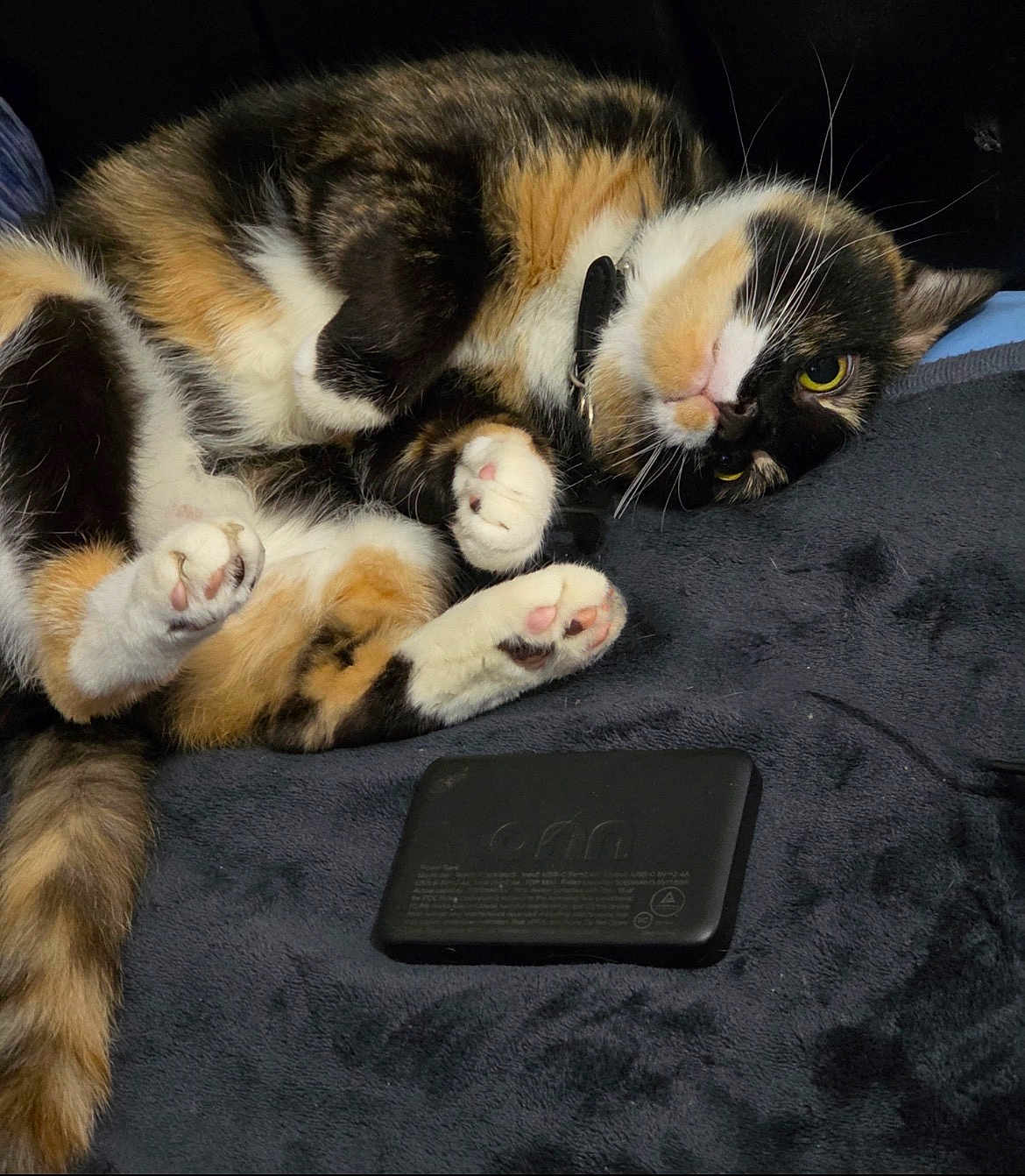 Shadow is registered to the contest to win money with this photo: cat, calico, paw, pink_paw_pad, fur, pet, animal, indoor, blanket, black_device, relaxed, curious, lying_down, whiskers, tail, closeup, soft, cozy, domestic_cat, cute