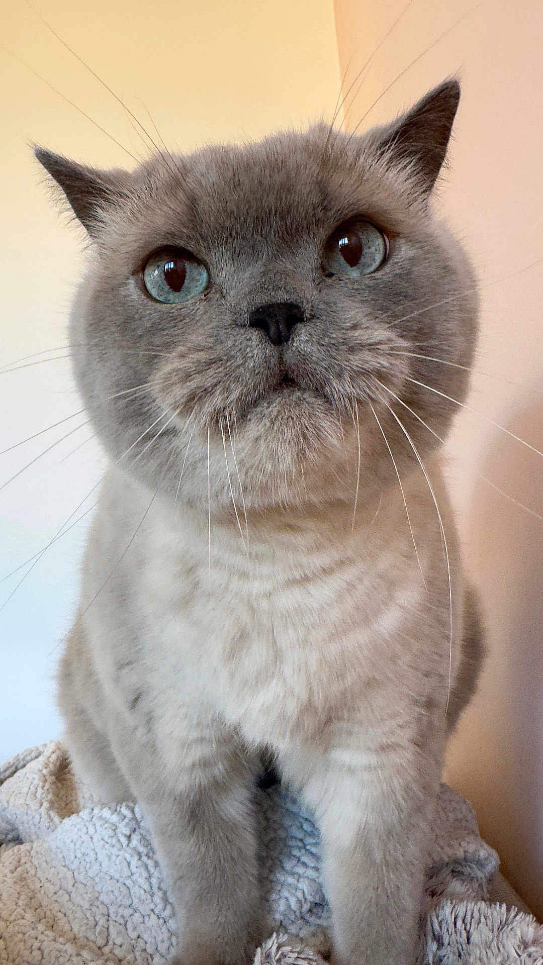 Floki a rejoint le concours — aidez-le/la à gagner de superbes lots ! cat, gray_cat, blue_eyes, close_up, fluffy, whiskers, pet, animal, feline, indoor, cozy, blanket, texture, portrait, fur, cute, sitting, domestic_cat, face