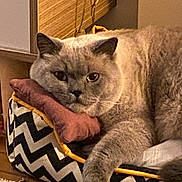 Floki a rejoint le concours — aidez-le/la à gagner de superbes lots ! cat, gray_cat, pet_bed, zigzag_pattern, pillow, indoor, furniture, wood_floor, relaxed, resting, cute, fluffy, animal, domestic_cat, cozy, home, carpet, closeup, whiskers, ears