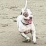 dog, running, beach, sand, white_dog, brown_patch, happy, tongue_out, tail_up, outdoor, animal, pet, playful, energetic, motion, nature, canine, collar, daytime, fun