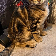 Milo joined the competition — help win amazing prizes! animal, basket, cat, closeup, curious, ears, eyes, face, feline, indoor, kitten, pet, shadow, sitting, soft_surface, stripes, tabby, whiskers, wire, young