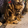 kitten, tabby, cat, pet, animal, feline, stripes, sitting, curious, ears, whiskers, face, eyes, indoor, basket, wire, soft_surface, shadow, closeup, young