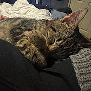 Milo is registered to the contest to win money with this photo: blanket, cat, closeup, cozy, domestic_animal, ear, feline, fur, indoor, knitted_sleeve, nap, paw, pet, relaxation, resting, sleeping, soft_texture, tabby_cat, warm, whiskers