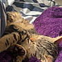 cat, kitten, sleeping, tabby, fur, paws, blanket, purple, striped, comforter, cozy, pet, animal, indoor, resting, cute, soft, closeup, domestic_cat, nap