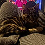 Milo is registered to the contest to win money with this photo: animal, bedroom, blanket, cat, cozy, ears, fur, furniture, home, indoor, knitted, paws, pet, relaxed, resting, soft_lighting, striped, tabby, television, whiskers