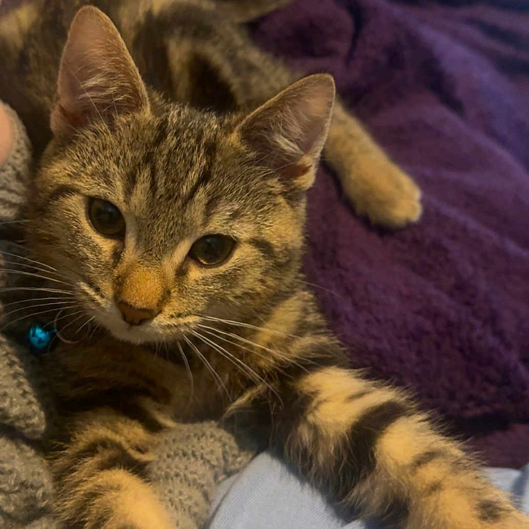 Milo is registered to the contest to win money with this photo: animal, bell, blanket, cat, closeup, collar, cozy, curious, cute, feline, fur, indoor, paws, pet, purple, relaxed, soft, stretching, tabby, whiskers