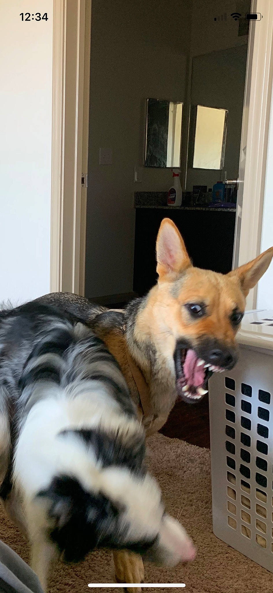 Daysi joined the competition — help win amazing prizes! canidae, cardigan_welsh_corgi, carnivore, companion_dog, dog, dog_breed, ear, fawn, mammal, paw, pembroke_welsh_corgi, puppy, snout, vertebrate, welsh_corgi, whiskers