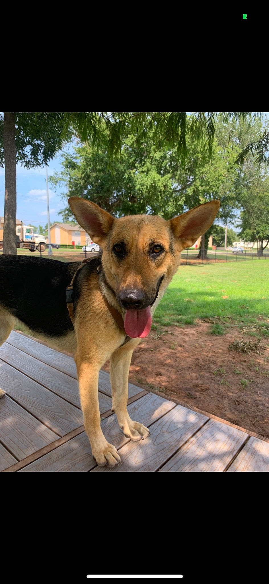 Daysi joined the competition — help win amazing prizes! aspin, canidae, carnivore, carolina_dog, dog, dog_breed, fawn, german_shepherd_dog, mammal, potcake_dog, snout, street_dog, vertebrate, working_dog
