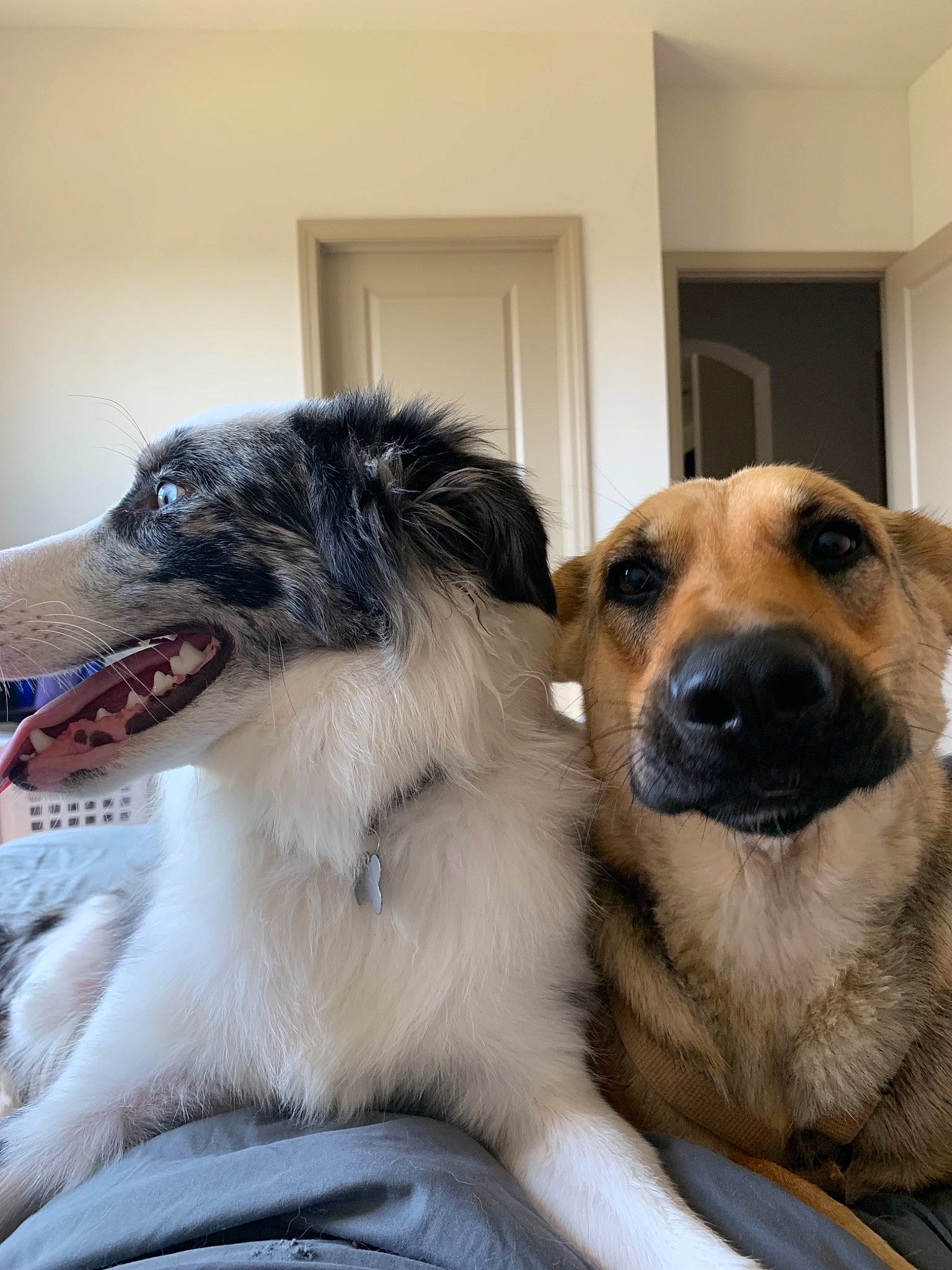 Daysi is registered to the contest to win money with this photo: canidae, carnivore, companion_dog, dog, dog_breed, mammal, rare_breed_dog, snout, sporting_group, vertebrate, whiskers, working_dog