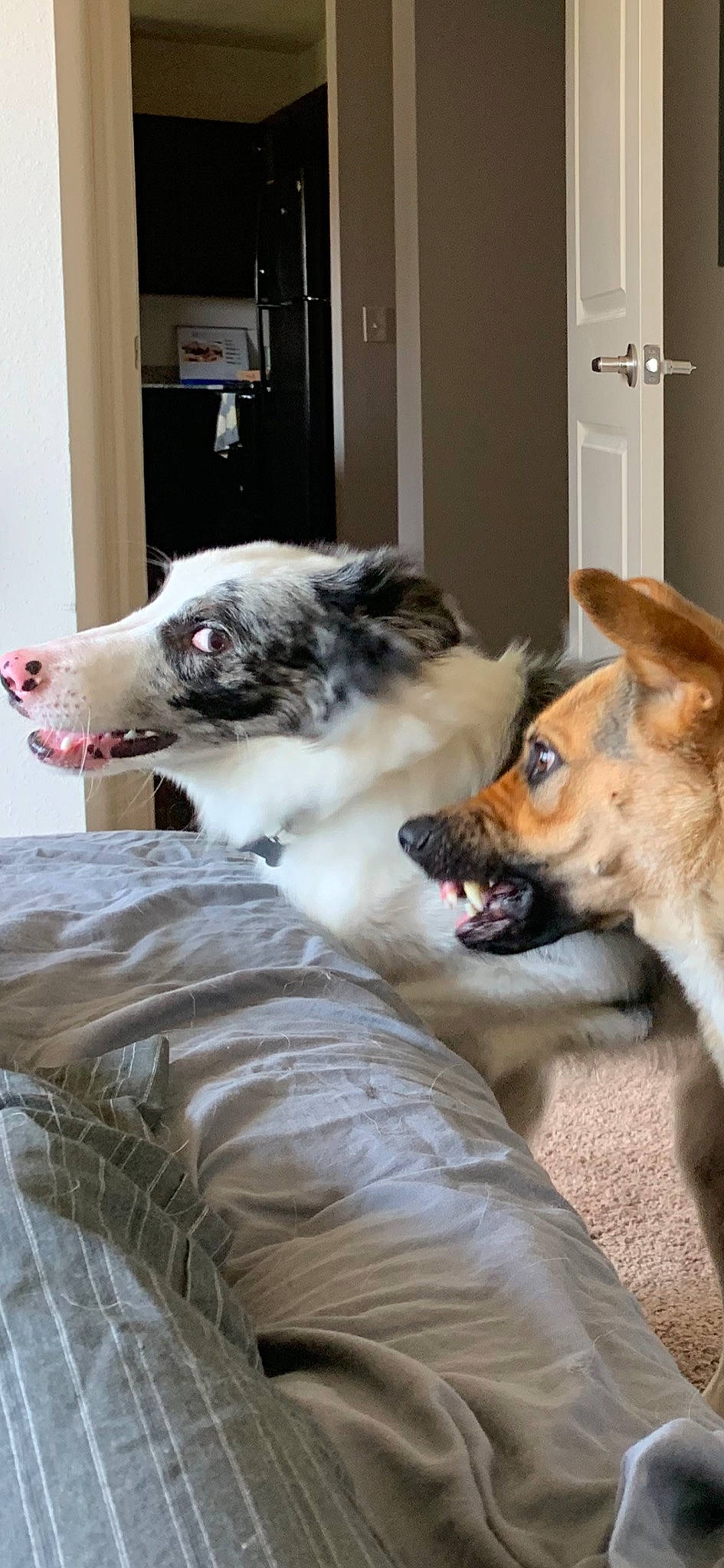 Daysi is registered to the contest to win money with this photo: australian_shepherd, border_collie, canidae, carnivore, companion_dog, dog, dog_breed, facial_expression, jaw, koolie, mammal, miniature_australian_shepherd, puppy, vertebrate, wolfdog, yawn