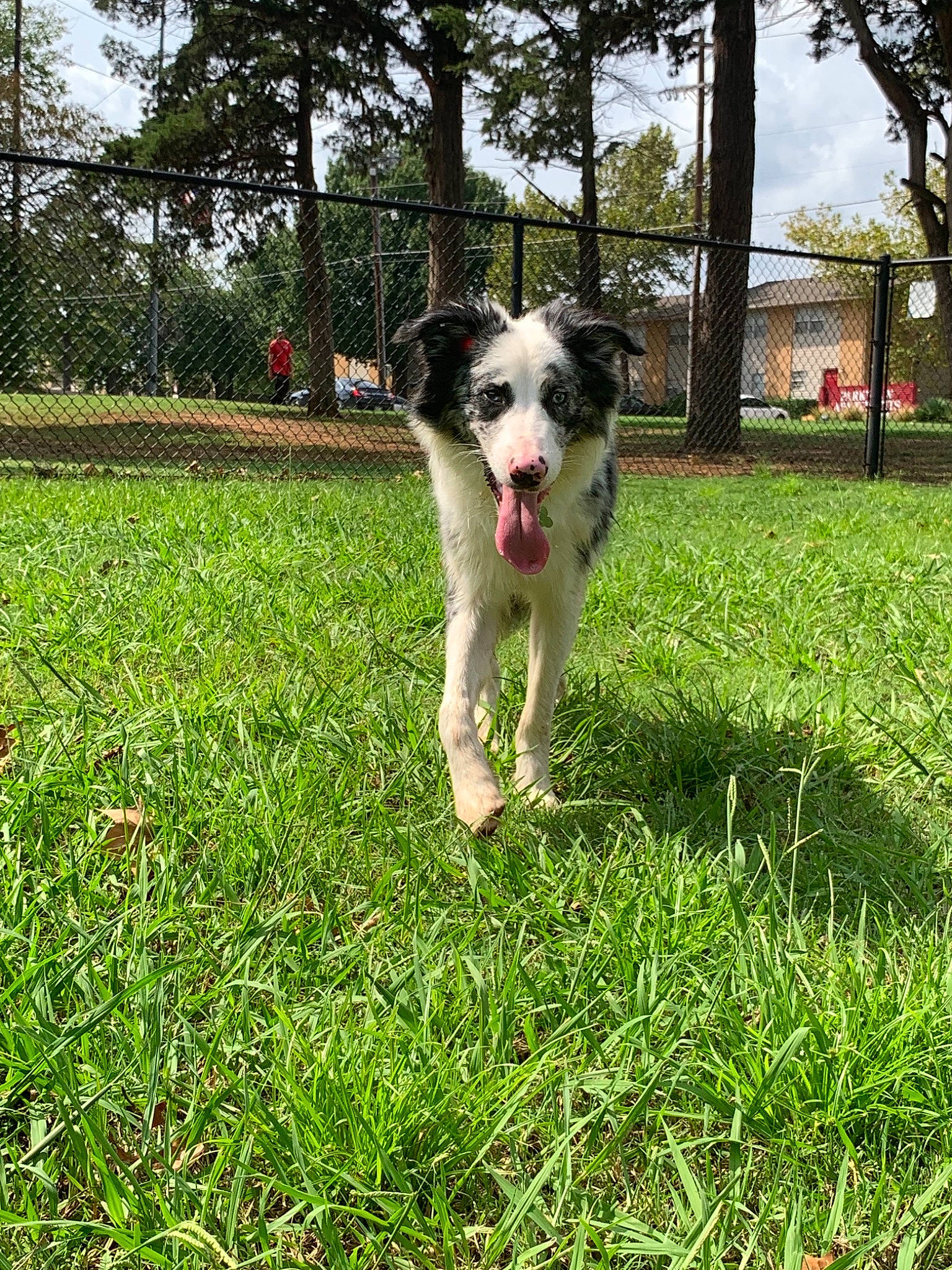 Beanie joined the competition — help win amazing prizes! australian_collie, australian_shepherd, border_collie, canidae, carnivore, companion_dog, dog, dog_breed, english_shepherd, grass, herding_dog, mammal, miniature_australian_shepherd, plant, rare_breed_dog, sporting_group, stabyhoun, vertebrate, welsh_sheepdog, working_dog