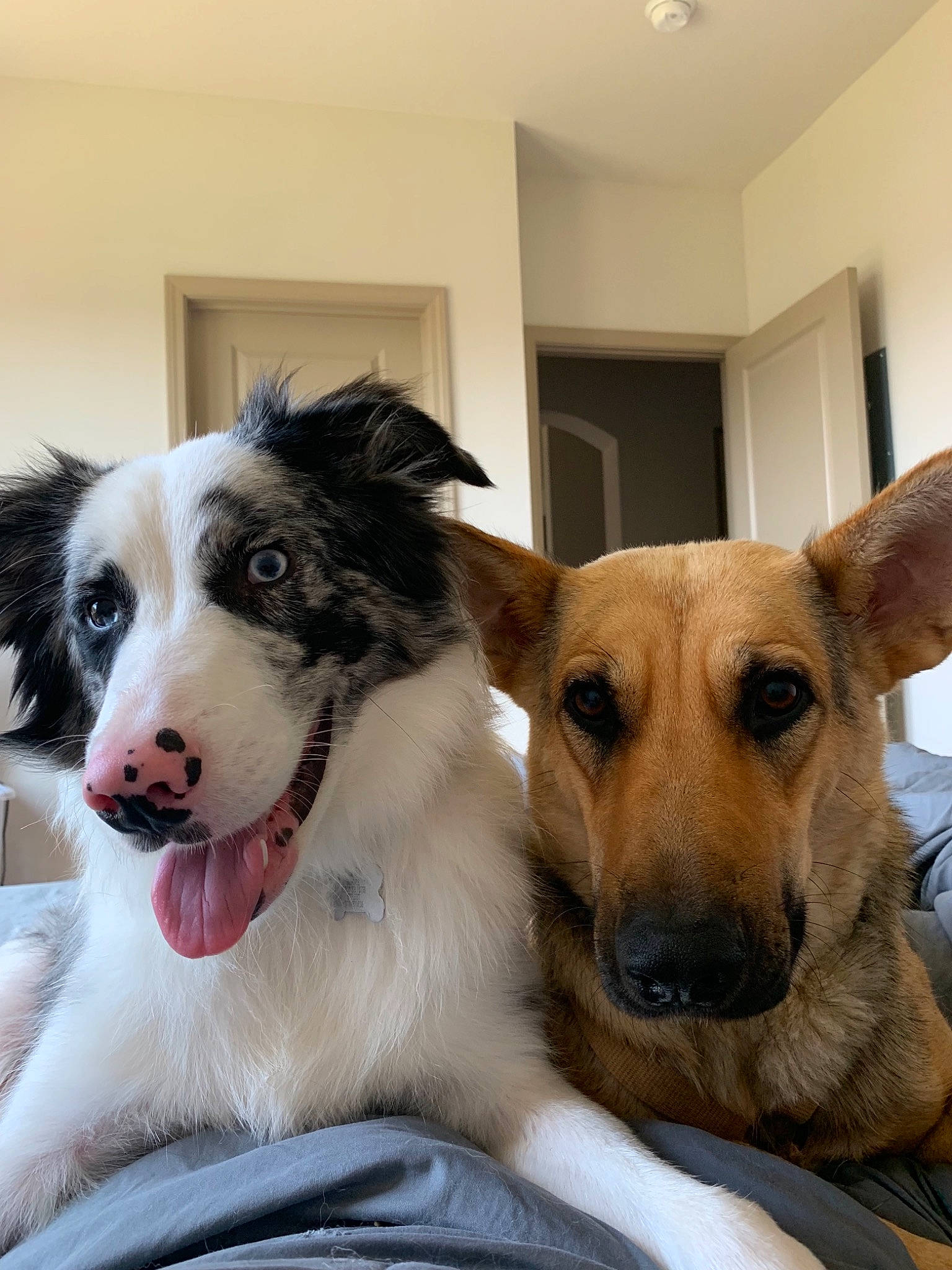 Beanie is registered to the contest to win money with this photo: australian_shepherd, border_collie, canidae, carnivore, companion_dog, dog, dog_breed, mammal, rare_breed_dog, silken_windhound, sporting_group, vertebrate, welsh_sheepdog, working_dog