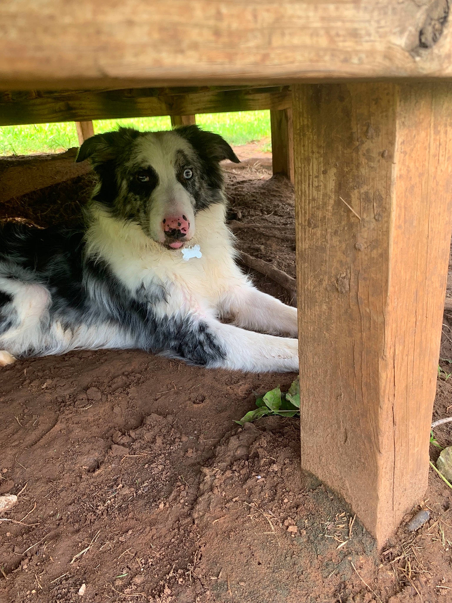 Beanie joined the competition — help win amazing prizes! australian_shepherd, border_collie, canidae, carnivore, dog, dog_breed, herding_dog, mammal, miniature_australian_shepherd