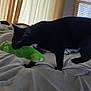 Valentina joined the competition — help win amazing prizes! bed, black_cat, blanket, cat, close_up, curtains, feline, green_toy, household, indoor, low_light, mouth_holding, paws, pet, playing, plush_toy, rumpled_bedding, shadow, toy, window