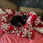 Valentina joined the competition — help win amazing prizes! black_fur, blanket, cat, closeup, couch, cozy, domestic_cat, furniture, holiday, indoor, living_room, nap, pet, pink_sheet, resting, snowflake_pattern, textile, tongue_out, tuxedo_cat, white_paws