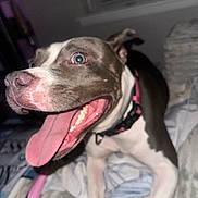 Luna Rose joined the competition — help win amazing prizes! animal, bed, blanket, canine, closeup, collar, dog, ears, excited, fur, grey, indoor, leash, mouth, pet, pink, playful, teeth, tongue, white