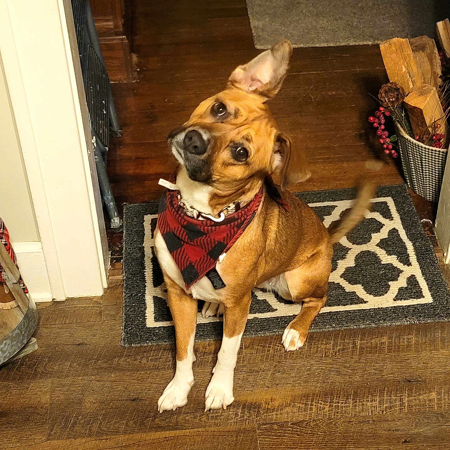 Gypsy is registered to the contest to win money with this photo: dog, bandana, indoor, wooden_floor, rug, head_tilt, brown_dog, white_paws, ear_up, ear_down, basket, firewood, holiday_decor, sign, merry_and_bright, cozy, pet, looking_up, floor, home
