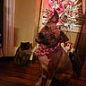Gypsy is registered to the contest to win money with this photo: dog, cat, bandana, christmas_tree, holiday_lights, wooden_floor, indoor, pet, cute, festive, decor, furniture, animal, companion, portrait, cozy, holiday, pet_accessory, curious, sitting