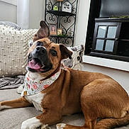 Gypsy is registered to the contest to win money with this photo: dog, canine, pet, bandana, smiling, happy, couch, sofa, indoor, living_room, pillow, decor, shelf, window, blanket, fur, tongue, relaxed, one_ear_up, brown