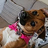 Gypsy joined the competition — help win amazing prizes! dog, bandana, pink, pet, canine, collar, indoor, couch, pillow, brown, white, closeup, portrait, cute, animal, domestic_animal, fur, face, ears, relaxing