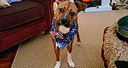 Gypsy joined the competition — help win amazing prizes! dog, bandana, carpet, couch, fireplace, holiday_decorations, indoor, living_room, pillow, red_couch, santa_pillow, festive, warm_lighting, curious, pet, decor, cozy, brown_dog, white_paws, head_tilt