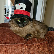 Coco is registered to the contest to win money with this photo: cat, fluffy, blue_eyes, hat, top_hat, playing_cards, couch, indoor, cozy, furniture, pet, animal, relaxed, brown_fur, window, curtains, home, decor, resting, portrait
