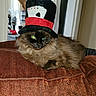 cat, fluffy, blue_eyes, hat, top_hat, playing_cards, couch, indoor, cozy, furniture, pet, animal, relaxed, brown_fur, window, curtains, home, decor, resting, portrait
