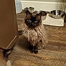 cat, fluffy_fur, indoor, wooden_floor, food_bowls, water_bowl, water_jug, reflection, pet, animal, feline, brown_fur, black_face, sitting, looking, domestic, household, floor, mirror, intense_gaze