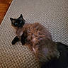 cat, fluffy, blue_eyes, black_face, brown_fur, lying_down, indoor, rug, textured_rug, curious, pet, animal, feline, whiskers, tail, cozy, home, floor, relaxed, cute
