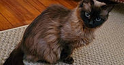 Coco is registered to the contest to win money with this photo: cat, siamese_cat, fluffy, pet, indoor, carpet, furniture, couch, plant_pot, wood_floor, curious, animal, fur, sitting, domestic, cute, whiskers, tail, eyes, home